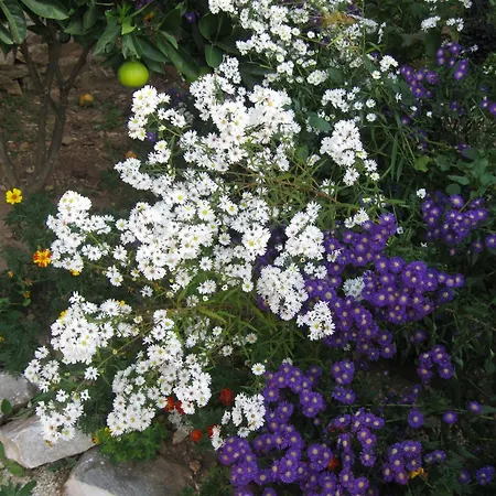 For Four Persons With Sea View In Near The * Trogir